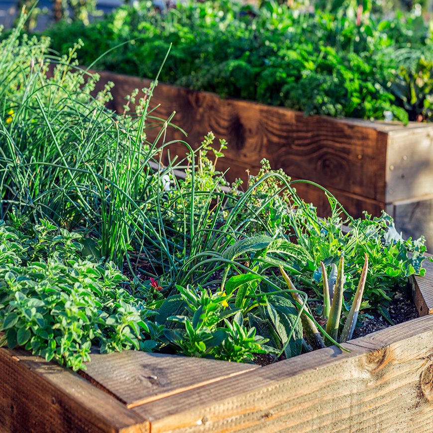 Plants in raised box planters